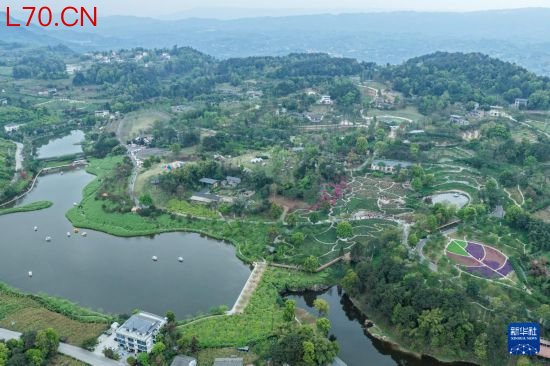 重庆巴南：“花海经济”扮靓乡村